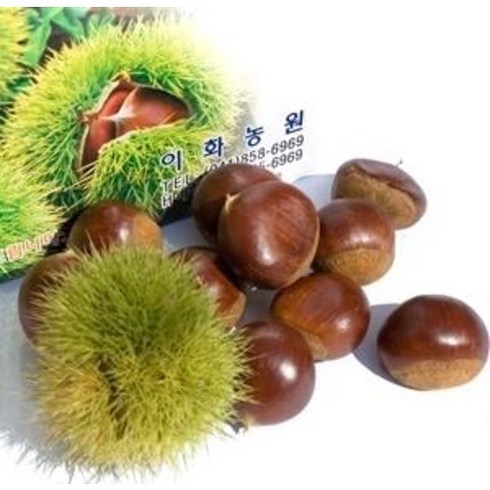 2023년 가성비 최고 2022년햇밤 - 이화농원 공주 정안알밤(대)10kg (2022년 햇밤), 1개