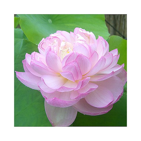 꽃무리농원 [뿌리]연꽃-홍잔탁주(중형) 뿌리1개, 1개