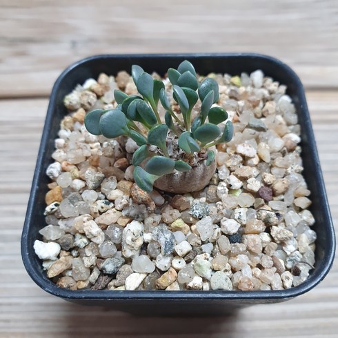 오소나 카카리 오이데스 아프리카 식물 0109