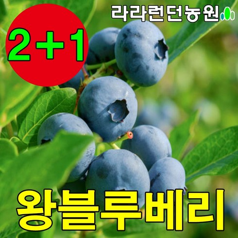 블루베리묘목재배 - 블루베리 묘목 2-3년생 나무 재배 키우기, 1개