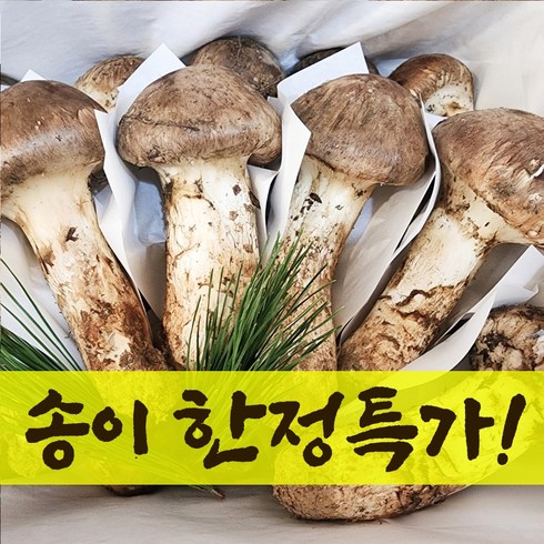 송이버섯 - 참조은식품 자연산 송이버섯 2024년 한정특가! 청도 국내산 수입산 백두산 송이버섯 선물용 가정용 1kg 500g, 1박스, 운남 자연산 송이버섯특2등급 500g