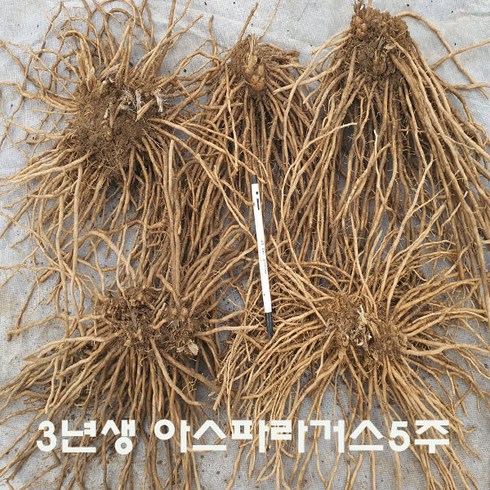 아스파라거스 3년생 (대종묘) = 5주 판매., 1개<녹색 아스파라거스 3년생 5주>“></a>
                </div>
<div class=