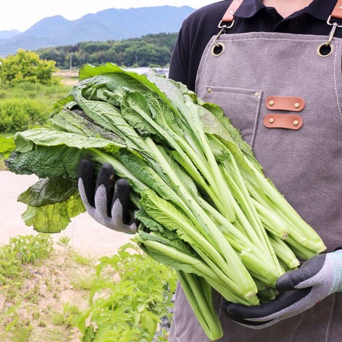 돌산갓 - 남도오일장 돌산갓 안갓 4kg 내외, 1박스