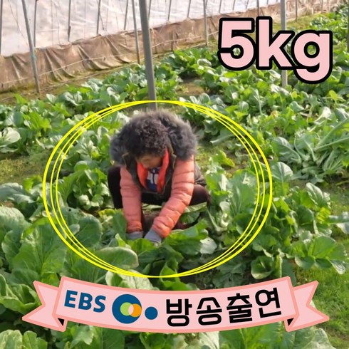 당일수확 여수 돌산갓 돌산생갓 5kg 10kg 생산자 직송 전라도 갓김치 생갓 청갓 갓장아찌