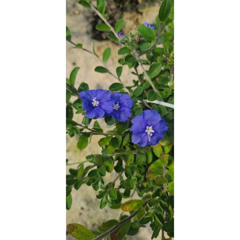 아메리칸블루 파란꽃 야생화 행잉식물, 1개