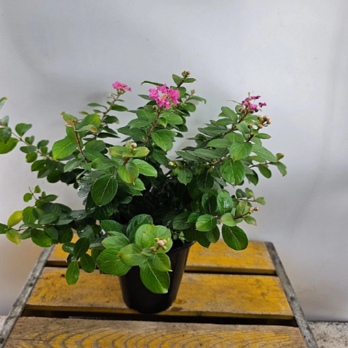 백일홍(중품) 진한핑크 (꽃이 백일동안가요) 높이 40~50cm, 1개