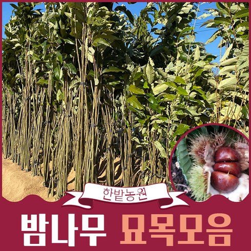 밤나무묘목 TOP01