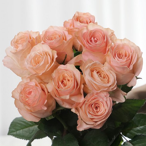 [로즈온리] 사이다 장미 한단 생화택배