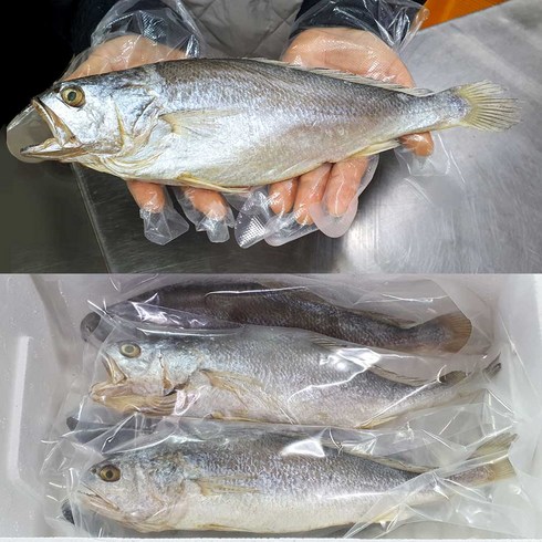 반건조 부세 조기 3마리 특대 (29~31cm) / 배안갈라진 큰조기 제수용 내장손질 제사, 270g, 3개