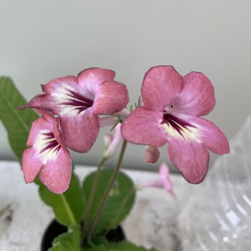 [봄날] A581 * 살몬선셋.스트렙토카르푸스.뉴질랜드앵초 / 8cm / 동일상품, 1개