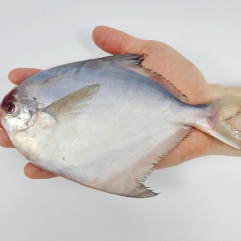 자연산 손질 병어 덕자 1미 150g 이상 대 사이즈 5미 10미, 옵션1 병어 1미 150g 5마리, 1개