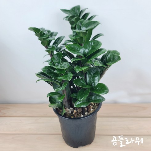 보석금전수 - 보석금전수소품 27cm 포트12cm 돈들어오는금전수 곰플라워, 1개