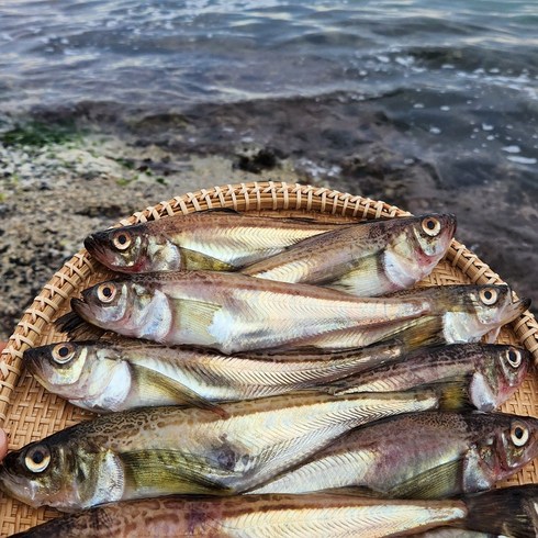 도루묵 - 속초 산지 직송 알배기 도루묵 양미리 구이 조림 찌개, 1세트