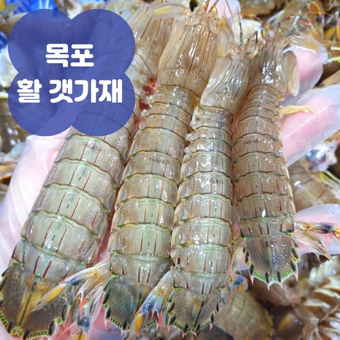 전남목포 활 갯가재 딱새 털치 쏙 당일조업 생물 산지직송, 1개, 1kg(20~25미 내외)