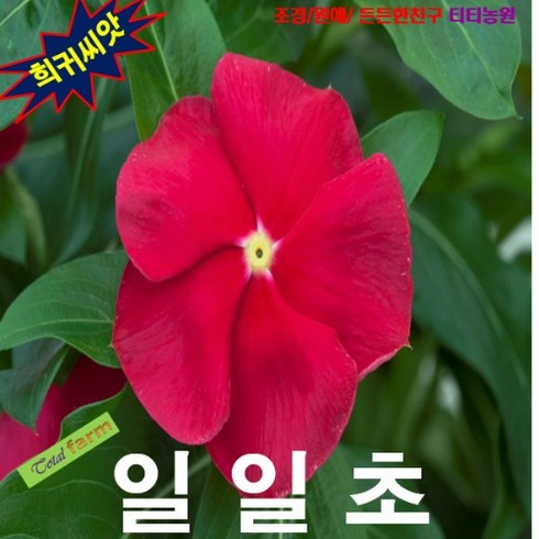 (희귀씨앗) 일일초 로즈 10립, 1개