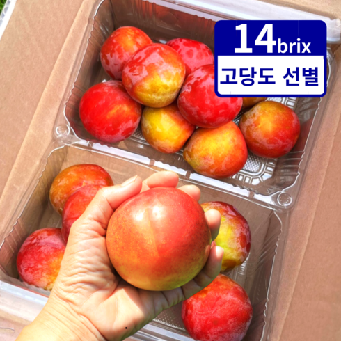 왕자두 - 당도선별 유명농가 왕자두 추희 자두, 1개, 1kg (대과)