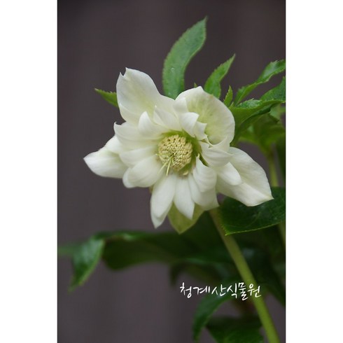 [청계산식물원] 꽃대 크리스마스로즈 / 사진촬영 2024년 2월 11일, 1개