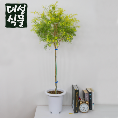 티트리 대형 나무 외목대 플랜테리어 공기정화 향기좋은 실내 허브 카페식물 대성식물, 1개