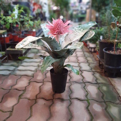식물 공장 에크미아화시아타카시안타 화시안타 수입식물 인테리어식물 희귀식물 공기정화식물 79s, 1개