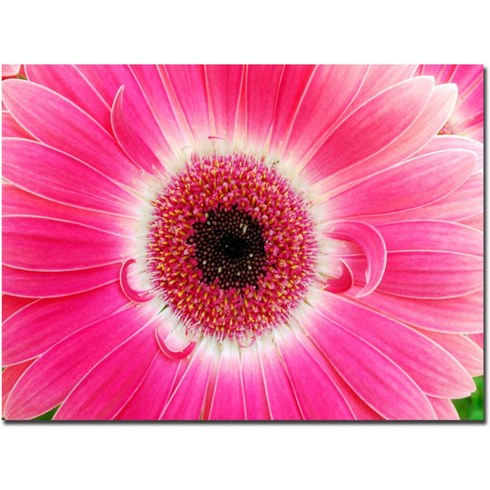 xcanvas - 노 브랜드 Kurt Shaffer xCanvas Wall Art의 Pink Gerber, With Frame