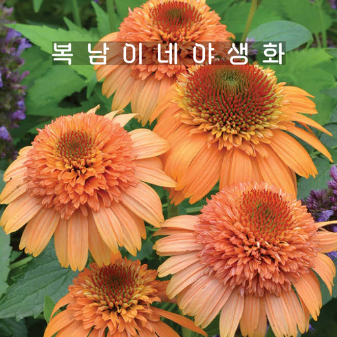 겹에키네시아 캔탈로프 [1포트 복남이네야생화 모종 오렌지 에키나세아 캔털루프 echinacea], 1개