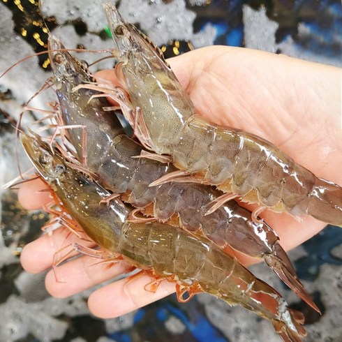 그대의밥상 국산 생물 흰다리새우, 1kg (40미 내외), 1개