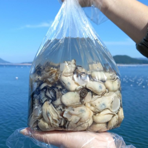 통영 생굴 횟감용 [통영수협 인증 중매인 선별 발송] 1키로 2키로 3키로 4키로 5키로, 1박스, 2kg (1kg 대비 15%할인)