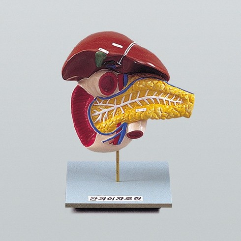 간과 이자 구조 모형(간 쓸개 이자 구조 명칭 기능)