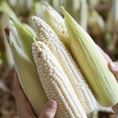 강원도 찰옥수수 26개입 총 7kg - [Non-GMO] 강원도 햇 찰옥수수 삶은 냉동 찐옥수수, 27개