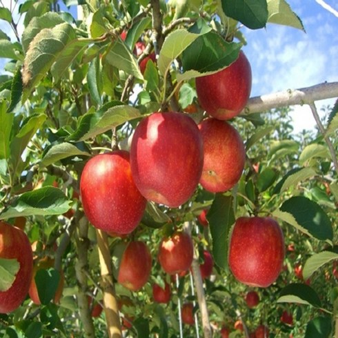 사과나무묘목 - 착한가격 나무생각 / 사과나무 / 부사 / 성목 R3 / 결실주, 1개
