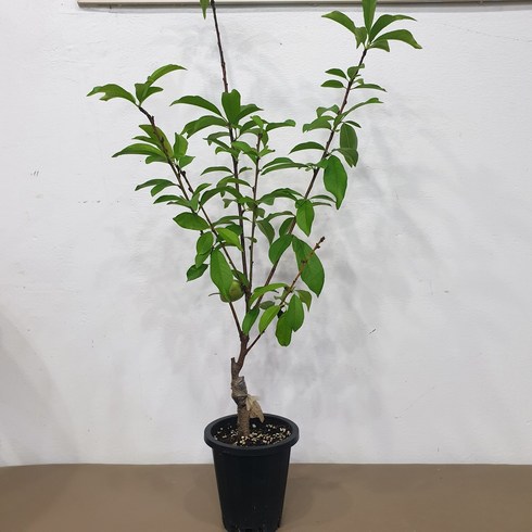 열매나무 신비 복숭아 1kgX2팩 - 천도복숭아나무 신비 접목1년생 화분채배송, 1개