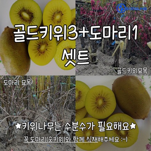 골드키위3주+도마리(숫나무)1주 세트 총 4주 수성조경농원, 4개