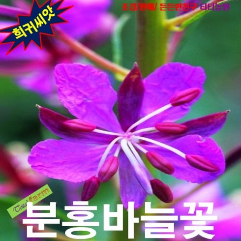 (희귀씨앗) 분홍바늘꽃 15립, 1개