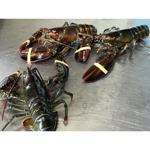 랍스타 - 진짜 살아있는 활랍스터 1kg(2미) 랍스타 바닷가재 버터구이 요리 용 lobster 캐나다 자숙랍스터 랍스터테일, 1개, 살아있는 활 랍스터 1kg(2미)