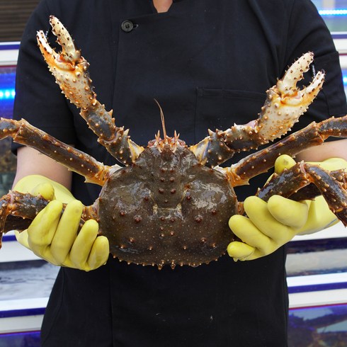2023년 가성비 최고 마몰라크랩 - 러시아 활 킹크랩 1마리 2.2kg-4.7kg 레드 블루 생물 브라운 배달 택배 배송, 레드/블루 활 킹크랩 2.5~2.9kg, 1개