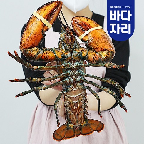 랍스타 - 바다자리 live 살아서 도착하는 활랍스타 1마리 (0.5kg~1kg), 소(500g), 1개