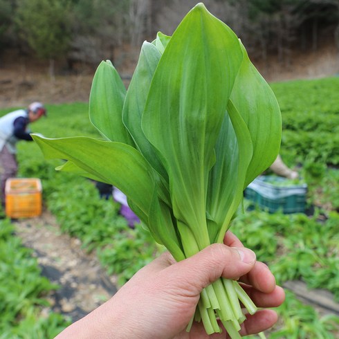 강원도 홍천 명이나물 1kg 2kg 줄기 대명이 생명이나물 명의나물 산마늘 생채, 1박스