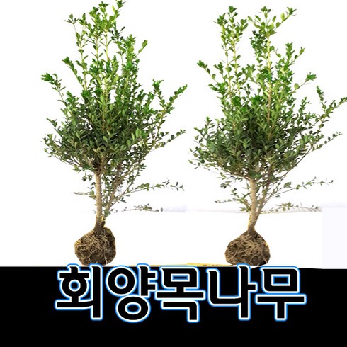 순희농장 회양목나무 30cm 5개묶음 50cm, 5개