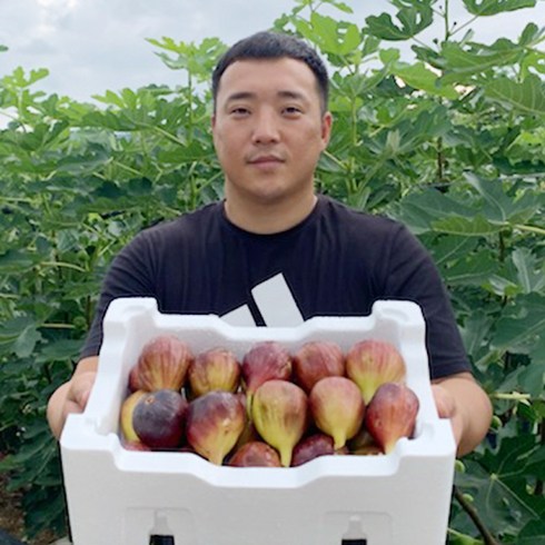 국내산 영암 무화과 고당도 당일수확 산지직송 (1kg 2kg), 홍 무화과 1kg