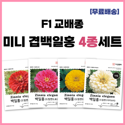 야미가든 - F1 교배종 미니 겹백일홍씨앗 4종세트 키작은 백일홍 종자 씨 드림랜드 로즈 옐로 아이보리 레드