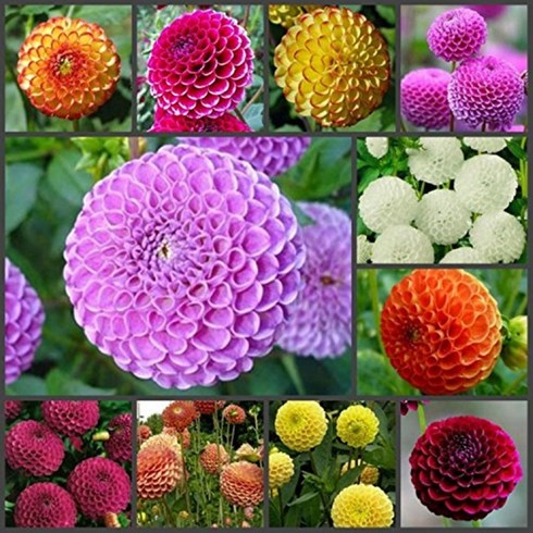 [꽃씨] 다알리아 폼폼겹꽃 혼합 (Dahlia hybrida PomPom Mix ) 10립 세트A 작은키 다년초 5종, 1세트