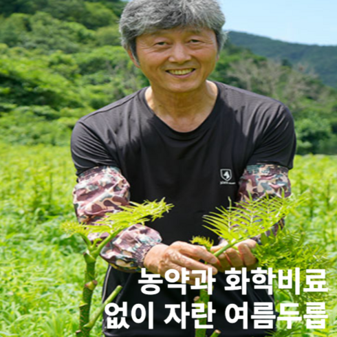 땅두릅 - 산지직송 진안고원 여름두릅 햇두릅, 1개, 1kg