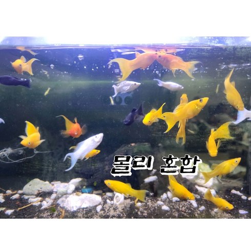 물고기 - 몰리 구피 혼합 5마리, 1개