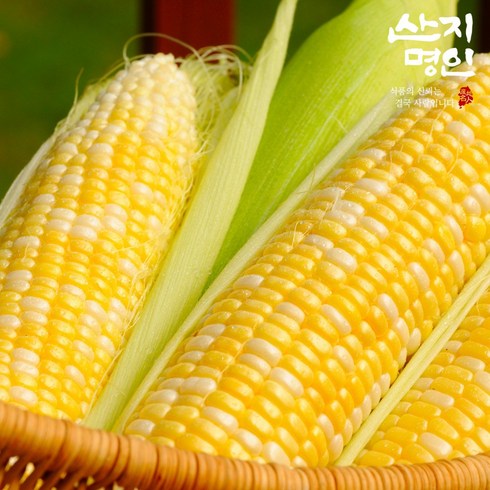 초당옥수수 - [산지명인] 초당옥수수 정품 15cm이상 선별 당일수확 신선 포장, 1개, 10개입