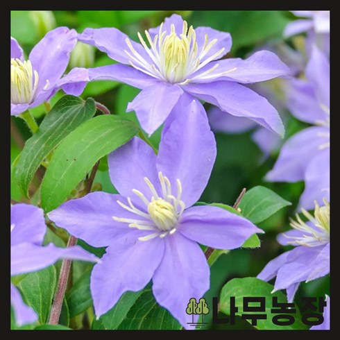 클래마티스 - (나무농장) 클레마티스(크레마티스) 유스타 P9 포트, 1개