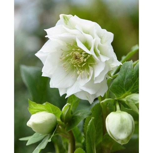 [명일원] 크리스마스 로즈(헬레보러스)-더블 화이트 1포트(15cm), 1개