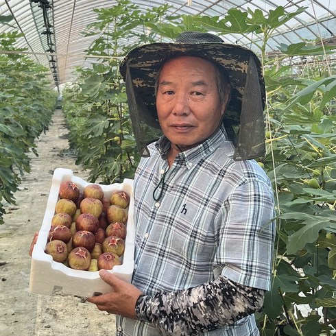 영암무화과 - [육교농장] 영암 무농약 무화과 당일수확 산지직송 홍무화과 청무화과 재래종무화과 1.5kg 3kg, 홍무화과2팩 (1.5kg), 1개