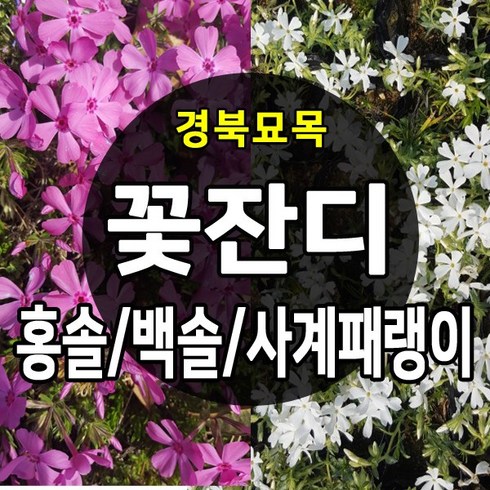 [경북농원] 꽃잔디 백솔/홍솔 / 사계패랭이 50포트 판매, 꽃잔디_홍솔 50포트, 1개