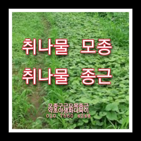 취나물종근 50주 취나물모종 취나물씨앗재배