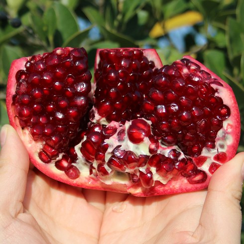 2023년 가성비 최고 국내산석류 - 캘리포니아 팬시 미국 석류, 특대과 5kg내외, 1개